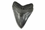 Serrated, Fossil Megalodon Tooth - South Carolina #239757-1